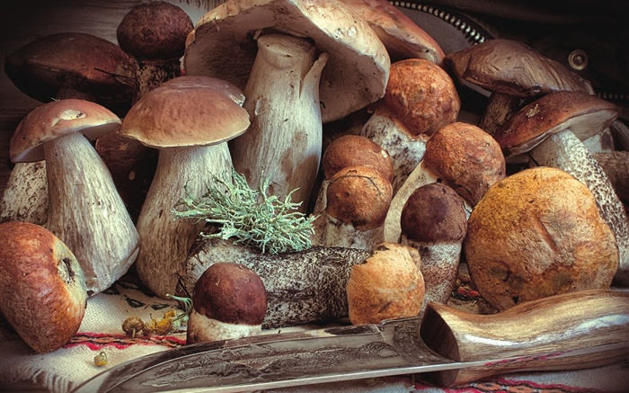 一些蘑菇，食物 桌布 圖片