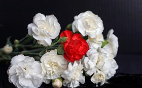 白色和紅玫瑰，黑色背景