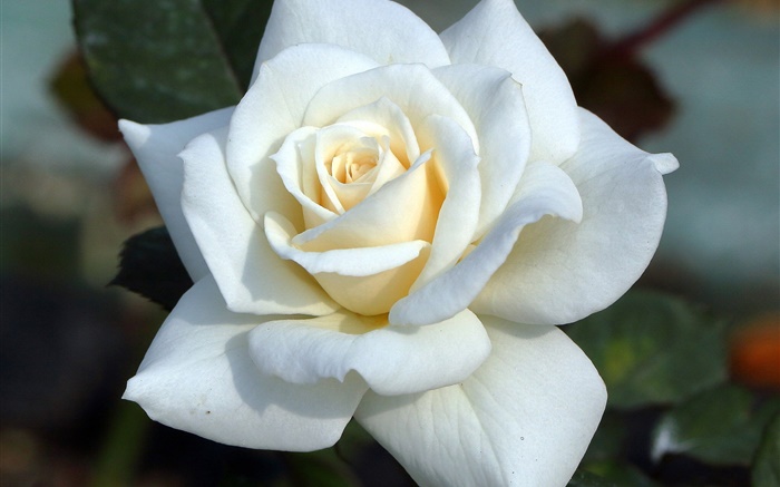 白玫瑰，花瓣 桌布 圖片