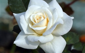 白玫瑰，花瓣 高清桌布