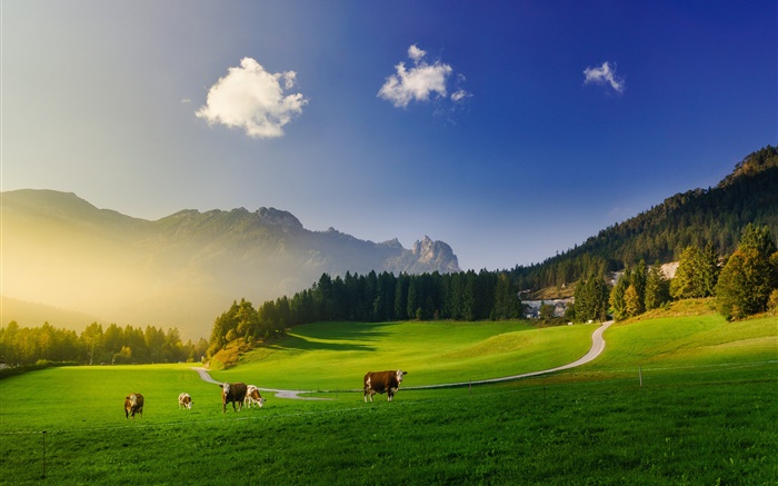 阿爾卑斯山，綠色草地，牛，山，樹，太陽光線 桌布 圖片