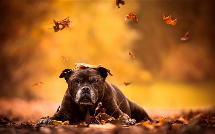 黑狗，紅葉，秋天 桌布 圖片