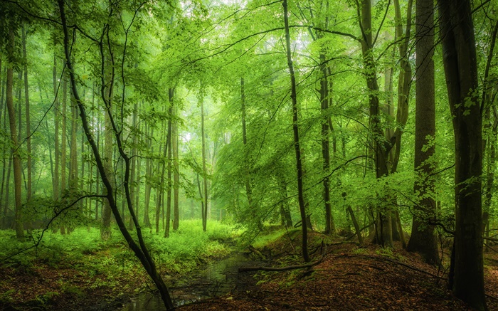 森林，樹木，綠色，早晨 桌布 圖片