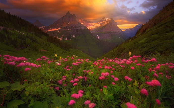 許多粉紅色的花朵，山，雲，夏天 桌布 圖片