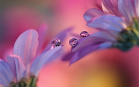 粉紅色的非洲菊花，花瓣，水滴