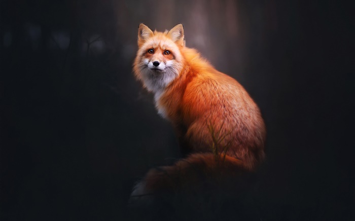 紅狐狸，回頭看，森林，黑色背景 桌布 圖片