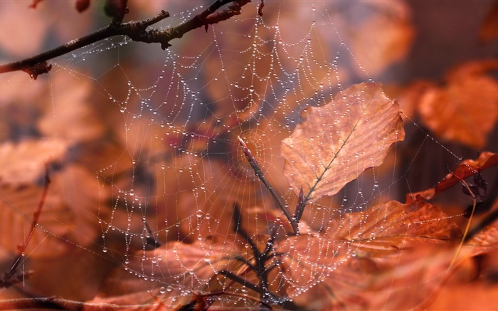 蜘蛛網，水滴，紅葉 桌布 圖片