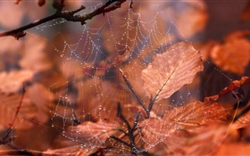 蜘蛛網，水滴，紅葉 高清桌布