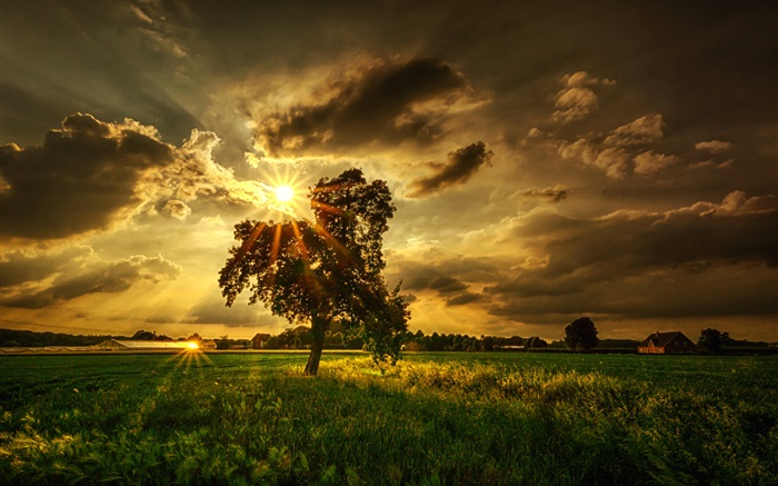 樹，田野，太陽光線，雲 桌布 圖片