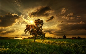 樹，田野，太陽光線，雲